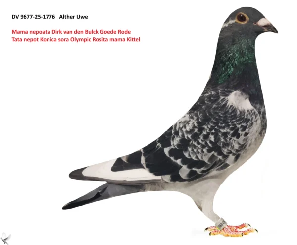 1776 poza DV 9677-25-1776 Alther Uwe tatal este nepot Konica frate cu Olympic Rosita, mama este nepoata Goede Rode tatal Kittel si nepoata din Blawe Gert ,Gert Heylen super reproducator pentru Stefan Lambrechts