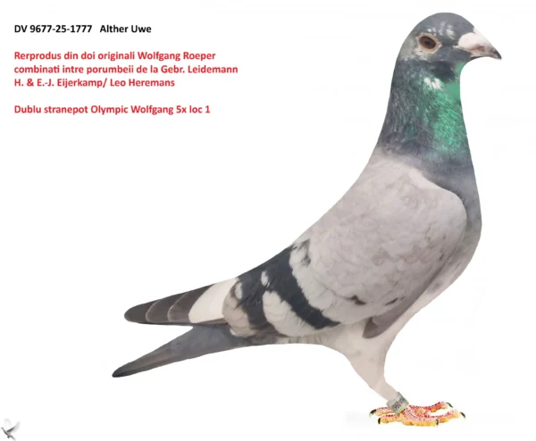 1777 poza DV 9677-25-1777 Alther Uwe Wolfgang Roeper Consangvin Olympic Wolfgang 5x locul1