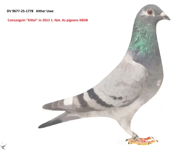 1778 poza DV 9677-25-1778 Alther Uwe, Super consangvinizare pe "Kittel" 2013 1. Nat. As pigeon KBDB Speed, mama ete nepota Kittel tatal este stranepot Kittel