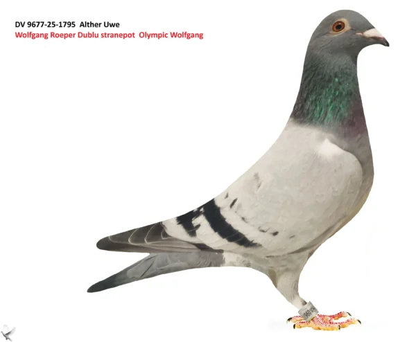 1795 poza DV 9677-25-1795 Alther Uwe, consangvin din doi nepoti Olympic Wolfgang 5xlocul 1, mama are la baza porumbeii fratilo Leideman Arturo si Tila