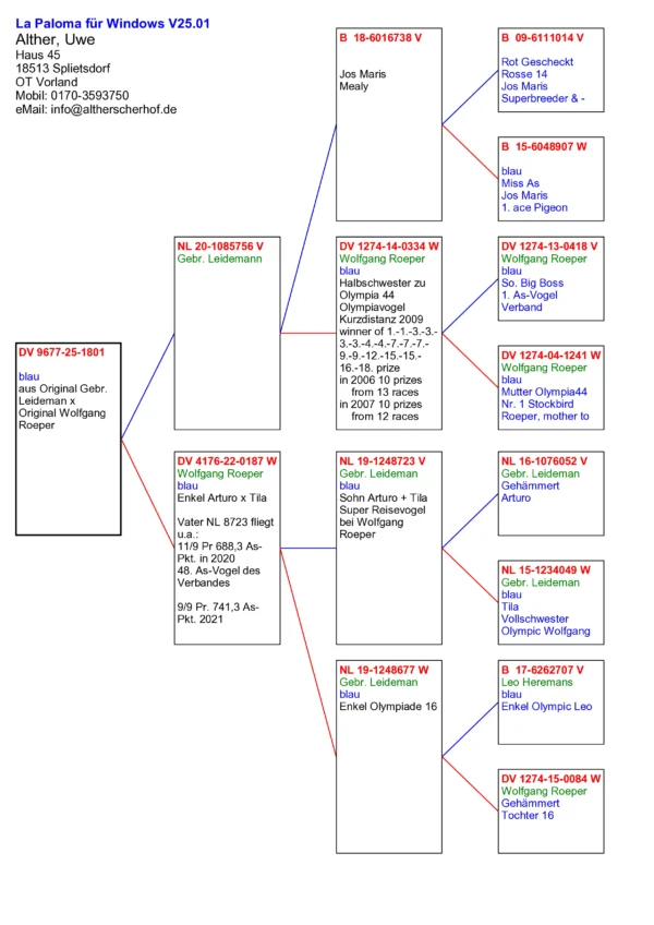 DV 9677-25-1801   Alther Uwe, tata original Gebr. Leidemann nepot Miss As Jos Maris 1. ace Pigeon, mama originala Wolfgang Roeper super zburatoare sinepoata din Arturo x Tila