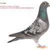DV 9677-25-1801   Alther Uwe, tata original Gebr. Leidemann nepot Miss As Jos Maris 1. ace Pigeon, mama originala Wolfgang Roeper super zburatoare sinepoata din Arturo x Tila