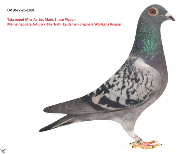 1801 poza DV 9677-25-1801 Alther Uwe, tata original Gebr. Leidemann nepot Miss As Jos Maris 1. ace Pigeon, mama originala Wolfgang Roeper super zburatoare sinepoata din Arturo x Tila