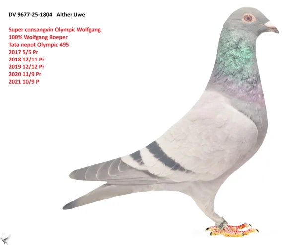 1804 poza DV 9677-25-1804 Alther Uwe super consangvin pe Olympic Wolfgang : 1. Pr gegen 543 Tb. 1. Pr gegen 846 Tb. 1. Pr gegen 1124 Tb. 1. Pr gegen 1187 Tb. 1. Pr. gegen 2947, Olympic 495 2017 5/5 Pr 2018 12/11 Pr 2019 12/12 Pr 2020 11/9 Pr 2021 10/9 Pr