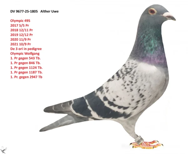 1805 poza DV 9677-25-1805 Alther Uwe, super consangvin Olympic Wolfgang fliegt : 1. Pr gegen 543 Tb. 1. Pr gegen 846 Tb. 1. Pr gegen 1124 Tb. 1. Pr gegen 1187 Tb. 1. Pr. gegen 2947