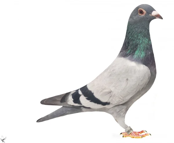 1806 poza DV 9677-25-1806 Alther Uwe, semifrate cu 1. Pr. gegen 821 Tb., 2. Pr. gegen 2.131 Tb. , 2. Pr. gegen 2.442 , tata original Gebr. Leidemann nepot Crack 19, JET,