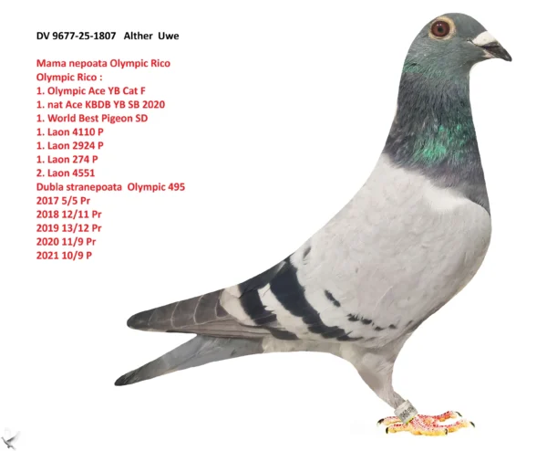 1807 poza DV 9677-25-1807 Alther Uwe consangvin "Olympic 495" 2017 5/5 Pr 467,75 Asp. 2018 12/11 Pr 911,89 Asp. 2019 13/12 Pr 1036 Asp. 2020 11/9 Pr 831,80