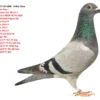 DV 9677-25-1808   Alther Uwe Olympic Rico : 1. Olympic Ace YB Cat F 1. nat Ace KBDB YB SB 2020 1. World Best Pigeon SD 1. Laon 4110 P 1. Laon 2924 P 1. Laon 274 P 2. Laon 4551 P DV 4176-22-0145 W  Olympic 495 2017 5/5 Pr 467,75 asp. 2018 12/11 Pr 911,89 Asp. 2019 13/12 Pr 1036 Asp. 2020 11/9 Pr 831,80 Asp. 2021 10/9 Pr 865