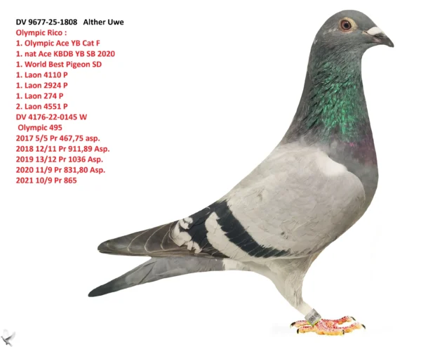 1808 poza DV 9677-25-1808 Alther Uwe Olympic Rico : 1. Olympic Ace YB Cat F 1. nat Ace KBDB YB SB 2020 1. World Best Pigeon SD 1. Laon 4110 P 1. Laon 2924 P 1. Laon 274 P 2. Laon 4551 P DV 4176-22-0145 W Olympic 495 2017 5/5 Pr 467,75 asp. 2018 12/11 Pr 911,89 Asp. 2019 13/12 Pr 1036 Asp. 2020 11/9 Pr 831,80 Asp. 2021 10/9 Pr 865