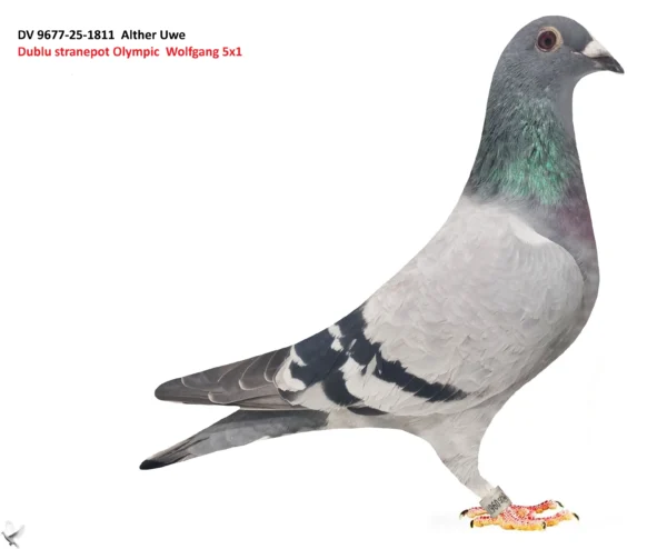 1811 poza DV 9677-25-1811 Alther Uwe, reprodus din 2 originali Wolfgang Roeper tata nepot Olympic Wolfgang 5xlocul 1, mama nepoata Olympic Wolfgang 5xlocul 1