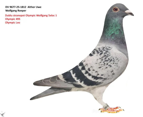 1812 poza DV 9677-25-1812 Alther Uwe consangvin Olympic Wolfgang 5xlocul 1