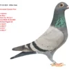 DV 9677-25-1814   Alther Uwe  Tatal stranepot Olympic Rico  Mama nepoata  Olympic Rico : 1. Olympic Ace YB Cat F 1. nat Ace KBDB YB SB 2020 1. World Best Pigeon SD 1. Laon 4110 P 1. Laon 2924 P 1. Laon 274 P 2. Laon 4551 P