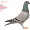 DV 9677-25-1816   Alther Uwe Consangvina pe Olympic Rico Tatal stranepot Olympic Rico  Mama nepoata  Olympic Rico : 1. Olympic Ace YB Cat F 1. nat Ace KBDB YB SB 2020 1. World Best Pigeon SD 1. Laon 4110 P 1. Laon 2924 P 1. Laon 274 P 2. Laon 4551 P