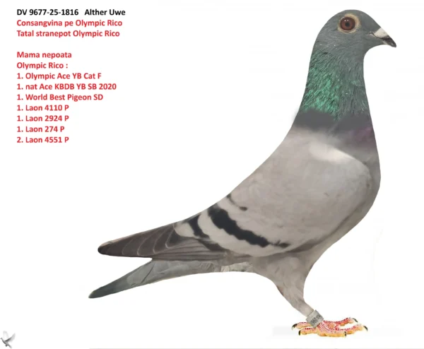 1816 poza DV 9677-25-1816 Alther Uwe Consangvina pe Olympic Rico Tatal stranepot Olympic Rico Mama nepoata Olympic Rico : 1. Olympic Ace YB Cat F 1. nat Ace KBDB YB SB 2020 1. World Best Pigeon SD 1. Laon 4110 P 1. Laon 2924 P 1. Laon 274 P 2. Laon 4551 P