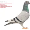 DV 9677-25-1817  Alther Uwe  O combinatie din mai multi porumbei de top  100% Wolfgang Roeper Arturo x Tila Gebr. Leideman Olympic 495 Olypmiadevogel Rumänien 2022 Big Boss Olympic Pigeon