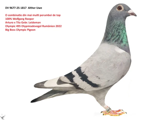 1817 poza DV 9677-25-1817 Alther Uwe O combinatie din mai multi porumbei de top 100% Wolfgang Roeper Arturo x Tila Gebr. Leideman Olympic 495 Olypmiadevogel Rumänien 2022 Big Boss Olympic Pigeon