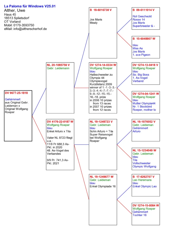 DV 9677-25-1818  Alther Uwe, tatal original Gebr. Leidemann nepoata Miss As Jos Maris 1. ace Pigeon, mama nepoata Arturo x Tila