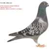DV 9677-25-1818  Alther Uwe, tatal original Gebr. Leidemann nepoata Miss As Jos Maris 1. ace Pigeon, mama nepoata Arturo x Tila