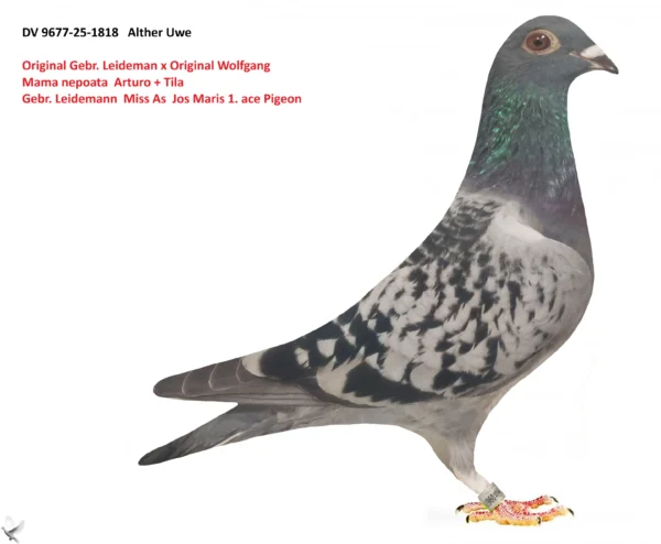 1818 poza DV 9677-25-1818 Alther Uwe, tatal original Gebr. Leidemann nepoata Miss As Jos Maris 1. ace Pigeon, mama nepoata Arturo x Tila
