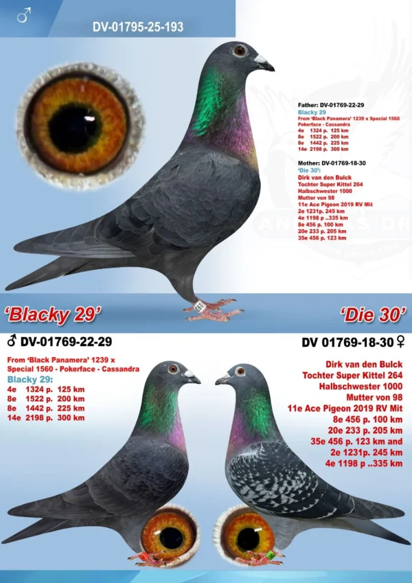 DV 01769-25-193 Mascul Andreas Drapa Nepot Black Panamers si nepot Special Kittel Fiu din Kittle Dirk Van Den Bulk