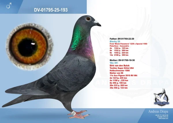 193 DV 01769-25-193 Mascul Andreas Drapa Nepot Black Panamers si nepot Special Kittel Fiu din Kittle Dirk Van Den Bulk