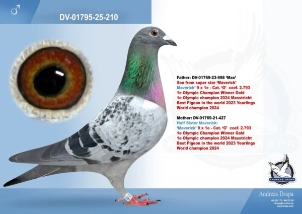 210 DV 1769-25-210 Mascul Andreas Drapa Dublu nepot Marian sora buna cu Christino tatal lui Maverick si in acelasi timp nepoata din Maverick si din Christiano