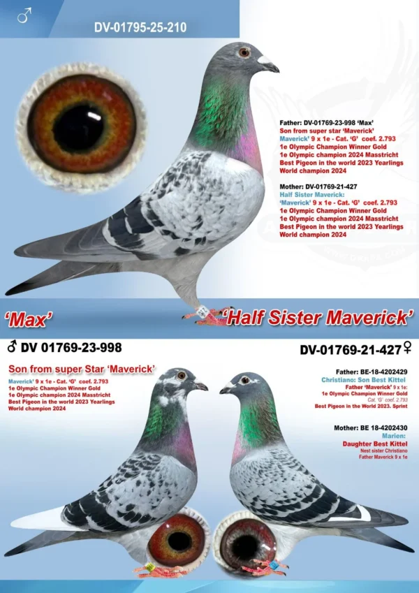 210 c DV 1769-25-210 Mascul Andreas Drapa Dublu nepot Marian sora buna cu Christino tatal lui Maverick si in acelasi timp nepoata din Maverick si din Christiano