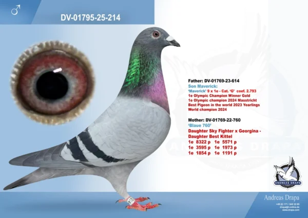 214 DV 1769-25-214 Mascul Andreas Drapa DUBLU nepot Gorgiana fiica BEST KITTEL,tata este un fiu din Maverick, mama fiica din SKY Fighter