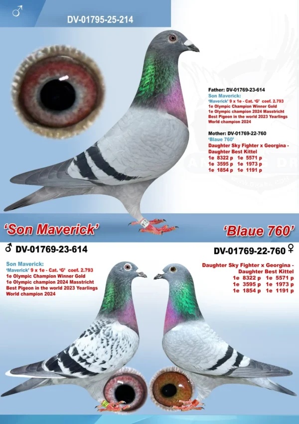 DV 1769-25-214 Mascul Andreas Drapa DUBLU nepot Gorgiana fiica BEST KITTEL,tata este un fiu din Maverick, mama fiica din SKY Fighter