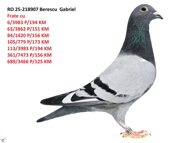RO 0218907 2025 Mascul  Berescu Gabriel Semi-frate cu Loc 18 județ 9454p 360km Loc 3 centru  Frate cu 6/3983 P/194 KM 63/3862 P/151 KM 84/1420 P/156 KM
