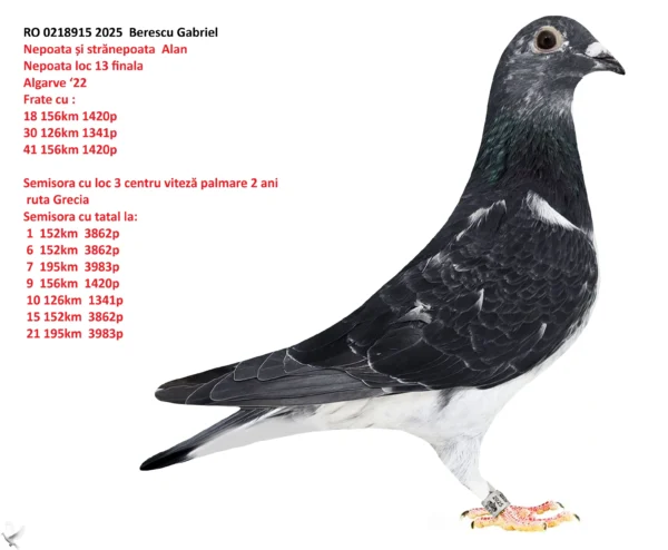 RO 0218915 2025 Nepoata și strănepoata  Alan Nepoata loc 13 finala  Algarve ‘22 Frate cu : 18 156km 1420p 30 126km 1341p 41 156km 1420p  Semisora cu loc 3 centru viteză palmare 2 ani  ruta Grecia  Semisora cu tatal la:  1  152km  3862p  6  152km  3862p  7  195km  3983p  9  156km  1420p  10 126km  1341p  15 152km  3862p  21 195km  3983p