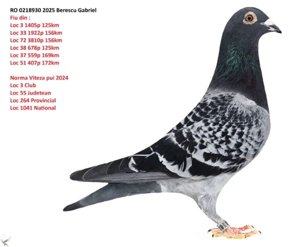 RO 0218930 2025 Mascul Berescu Gabriel Fiu din : Loc 3 1405p 125km Loc 33 1922p 156km Loc 72 3810p 156km Loc 38 678p 125km Loc 37 559p 169km Loc 51 407p 172km  Norma Viteza pui 2024 Loc 3 Club Loc 55 Judetean Loc 264 Provincial Loc 1041 National