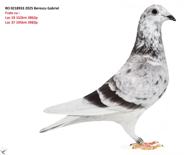 RO 0218933 2025 Mascul Berescu Gabriel Frate cu :  Loc 19 152km 3862p Loc 37 195km 3983p nepot din 900-le o femela super top