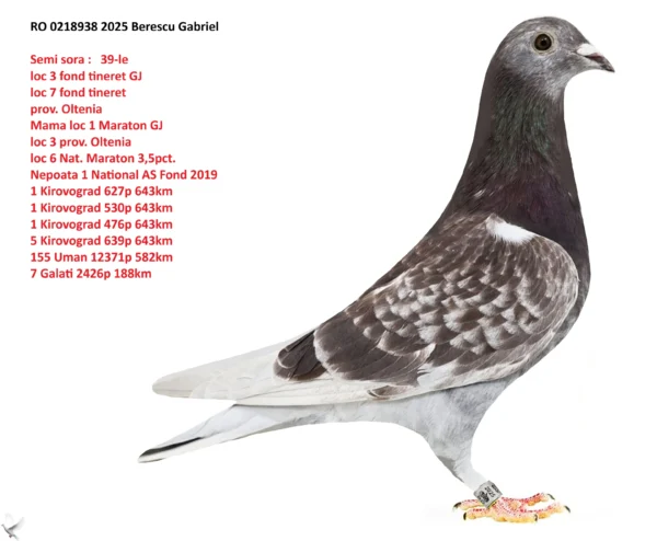 RO 0218938 2025 Femela Berescu Gabriel Semi sora :  39-le loc 3 fond tineret GJ loc 7 fond tineret  prov. Oltenia  Mama loc 1 Maraton GJ loc 3 prov. Oltenia loc 6 Nat. Maraton 3,5pct.