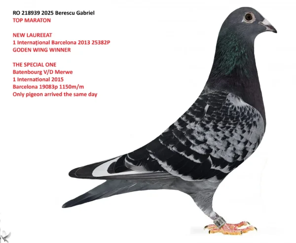 RO 0218939 2025 Mascul Berescu Gabriel nepot 39-le loc 3 fond tineret GJ loc 7 fond tineret prov. Oltenia Mama loc 1 Maraton GJ loc 3 prov. Oltenia loc 6 Nat. Maraton 3,5pct.