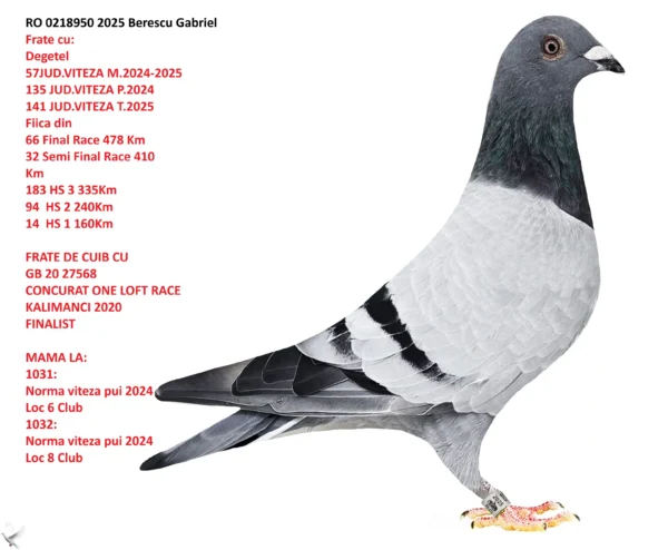 RO 0218950 2025 Femela Berescu Gabriel Frate cu:  Degetel 57JUD.VITEZA M.2024-2025 135 JUD.VITEZA P.2024 141 JUD.VITEZA T.2025
