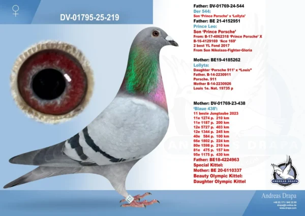 219 DV 1769-25-219 Mascul Andreas Drapa tatal este nepot Prince Porsche Pipa Elite Center, mama o super zburatoare si fiica din super reproducatorul Special Kittel , fiu din Kittel Dirk Van Den Bulk si nepoata Olympic Kittel