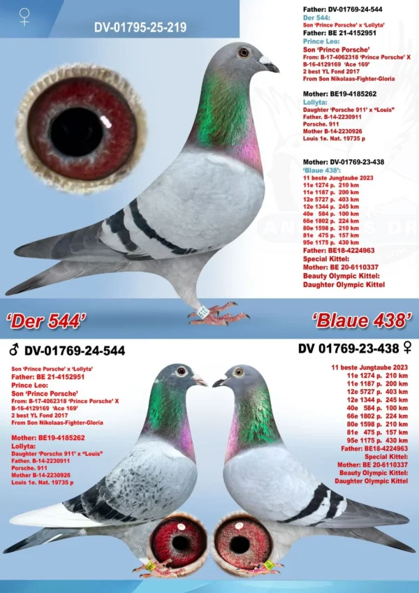 DV 1769-25-219 Mascul Andreas Drapa tatal este nepot Prince Porsche Pipa Elite Center, mama o super zburatoare si fiica din super reproducatorul Special Kittel , fiu din Kittel Dirk Van Den Bulk si nepoata Olympic Kittel
