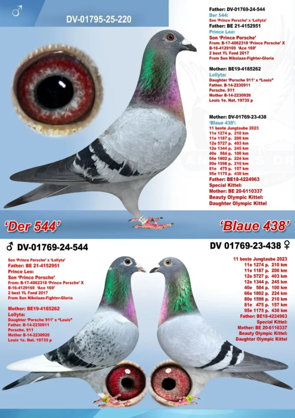 DV 1769-25-220 Mascul Andreas Drapa tata nepot Prince Porsche si Porsche 911, mama super zburatoare  nepoata Kittel Dirk van de Bulk si Olympic Kittel