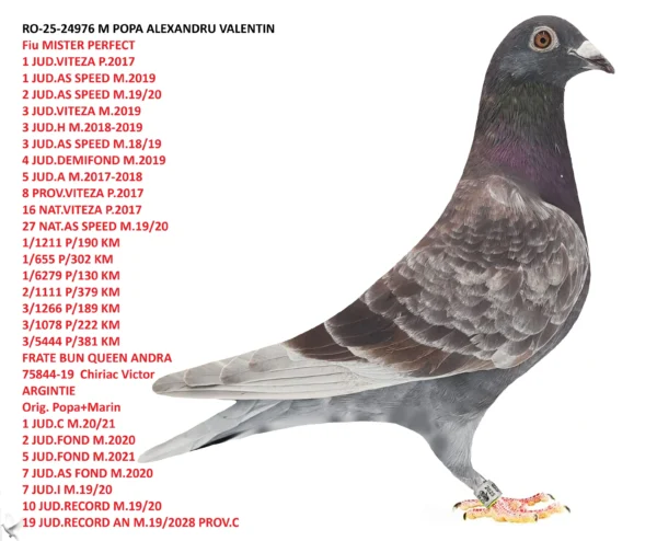 RO-25-24976 Mascul POPA ALEXANDRU VALENTIN Fiu MISTER PERFECT 1 JUD.VITEZA P.2017 1 JUD.AS SPEED M.2019 2 JUD.AS SPEED M.19/20 3 JUD.VITEZA M.2019 3 JUD.H M.2018-2019 3 JUD.AS SPEED M.18/19 4 JUD.DEMIFOND M.2019 5 JUD.A M.2017-2018 8 PROV.VITEZA P.2017 16 NAT.VITEZA P.2017 27 NAT.AS SPEED M.19/20 1/1211 P/190 KM 1/655 P/302 KM 1/6279 P/130 KM 2/1111 P/379 KM 3/1266 P/189 KM 3/1078 P/222 KM 3/5444 P/381 KM FRATE BUN QUEEN ANDRA  75844-19  Chiriac Victor