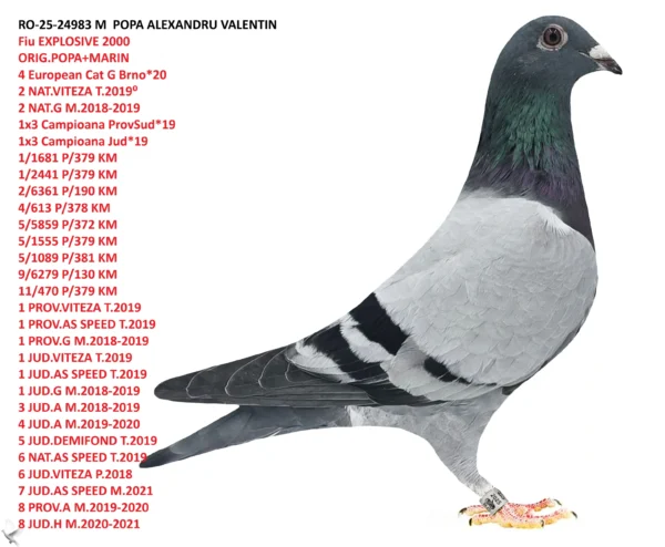 RO-25-24983 POPA ALEXANDRU VALENTIN Fiu din  EXPLOSIVE 2000 ORIG.POPA+MARIN 4 European Cat G Brno*20 2 NAT.VITEZA T.2019⁰ 2 NAT.G M.2018-2019 1x3 Campioana ProvSud*19 1x3 Campioana Jud*19 1/1681 P/379 KM 1/2441 P/379 KM 2/6361 P/190 KM 4/613 P/378 KM 5/5859 P/372 KM 5/1555 P/379 KM 5/1089 P/381 KM 9/6279 P/130 KM 11/470 P/379 KM 1 PROV.VITEZA T.2019 1 PROV.AS SPEED T.2019 1 PROV.G M.2018-2019 1 JUD.VITEZA T.2019 1 JUD.AS SPEED T.2019 1 JUD.G M.2018-2019 3 JUD.A M.2018-2019 4 JUD.A M.2019-2020 5 JUD.DEMIFOND T.2019 6 NAT.AS SPEED T.2019 6 JUD.VITEZA P.2018 7 JUD.AS SPEED M.2021 8 PROV.A M.2019-2020 8 JUD.H M.2020-2021