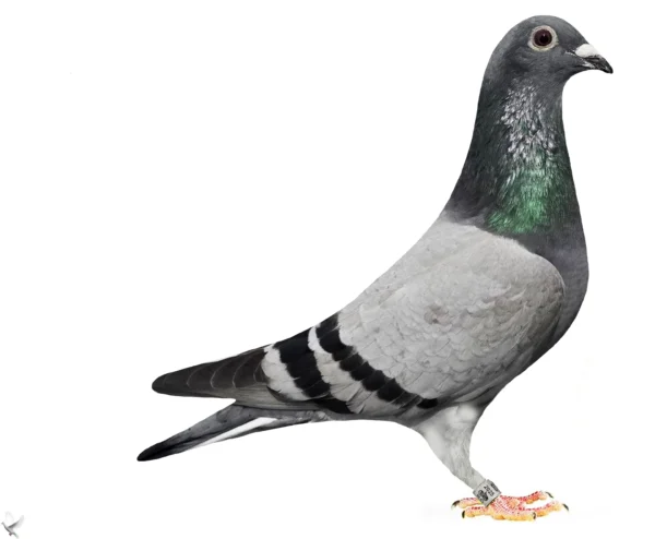 RO 25-379155 Femela Team Alex Popescu nepot din femela 225 locul2 Cat D Lotul Olimpic 2020-2021, locul 1 viteza judetean