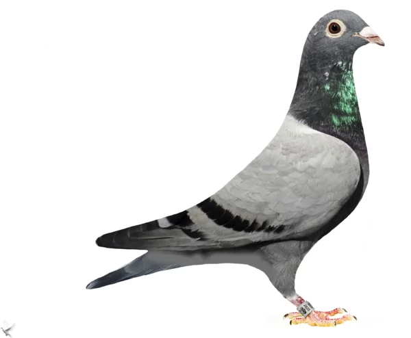 RO 25-379162 Mascul Team Alex Popescu fiu din locul 1 Viteza pui Dolj 2024, nepot din locul 1 Cat B. lotul olimpic 2025, # WBP MIDDEL Distance 2025, locul 4 national General Palmares 2 ani 2024-2025