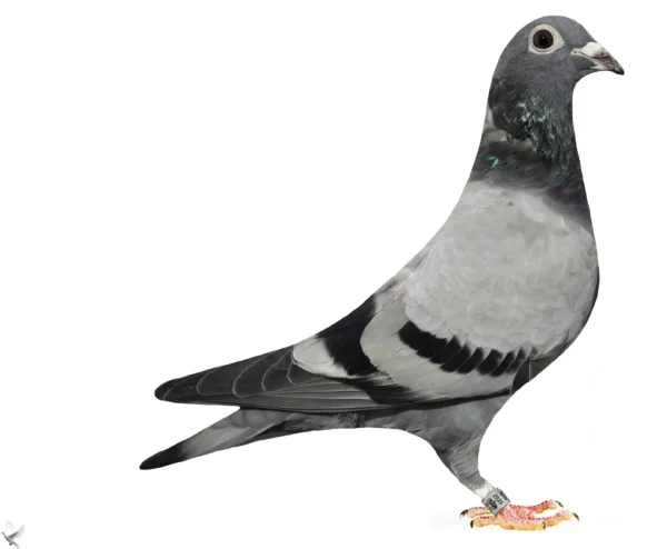 RO 25-379180 Femela TEam Alex Popescu sora buna cu locul 1 National General Maturi, locul 3 lotul olimpic Categoria H 2025, locul 3 WBP ALL Round 2025, locul 5 national Fond 2025, locul 8 national As Fond 2025