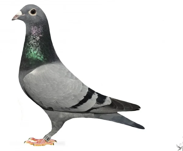 RO 25-379152 Mascul Team Alex Popescu un porumbel reprodus din super linia de columbodrom a lui Alfons Klass