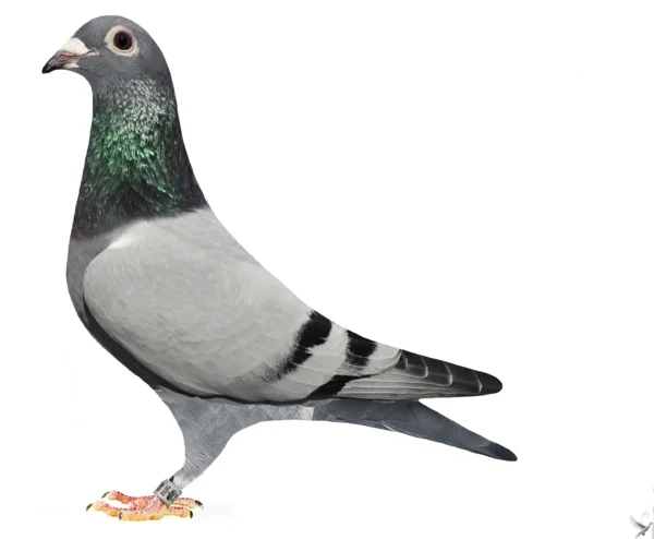 RO 25-379154 Mascul Team Alex Popescu  reprodus din porumbeii renumiti ai faimoului Alfons Klass