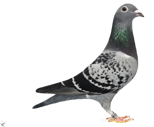 RO 25-373914 Femela Team Alex Popescu nepoata din 3 porumbei olimpici, Loucl 1 Cat B Lotul Olimpic 2025, locul 3 Cat D lotul Olimpic 2025, locyl 2 lotul Olimpic categoria D 2022