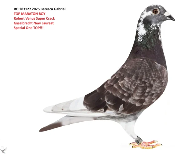 RO 283127 2025 Mascul Berescu Gabriel super maraton!