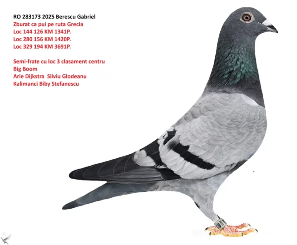 RO 283173 2025 Mascul Berescu Gabriel Zburat ruta Grecia Loc 144 126 KM 1341P.  Loc 280 156 KM 1420P. Loc 329 194 KM 3691P.  Semi-frate cu loc 3 clasament centru