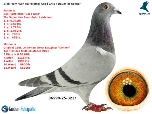 3221 DV 6599-25-3221 Femela Spieker Loft SUPER TOP tata este semifrate cu Goed Grijs Fratii Leideman mama este fiica Conor Fratii Leideman